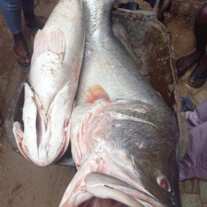 Fresh Giwa-Ruwa River fish per kg