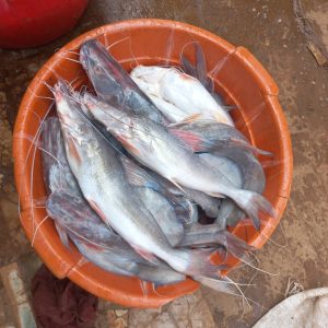 Rago-ruwa Fish