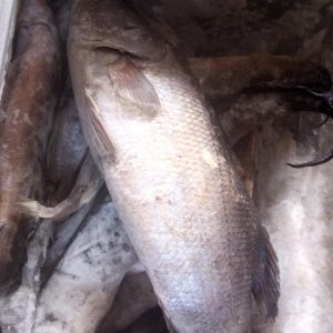 Frozen Giwa Ruwa Fish per kg