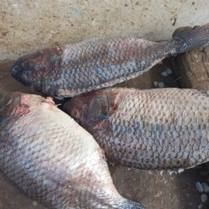 Frozen Tilapia fish