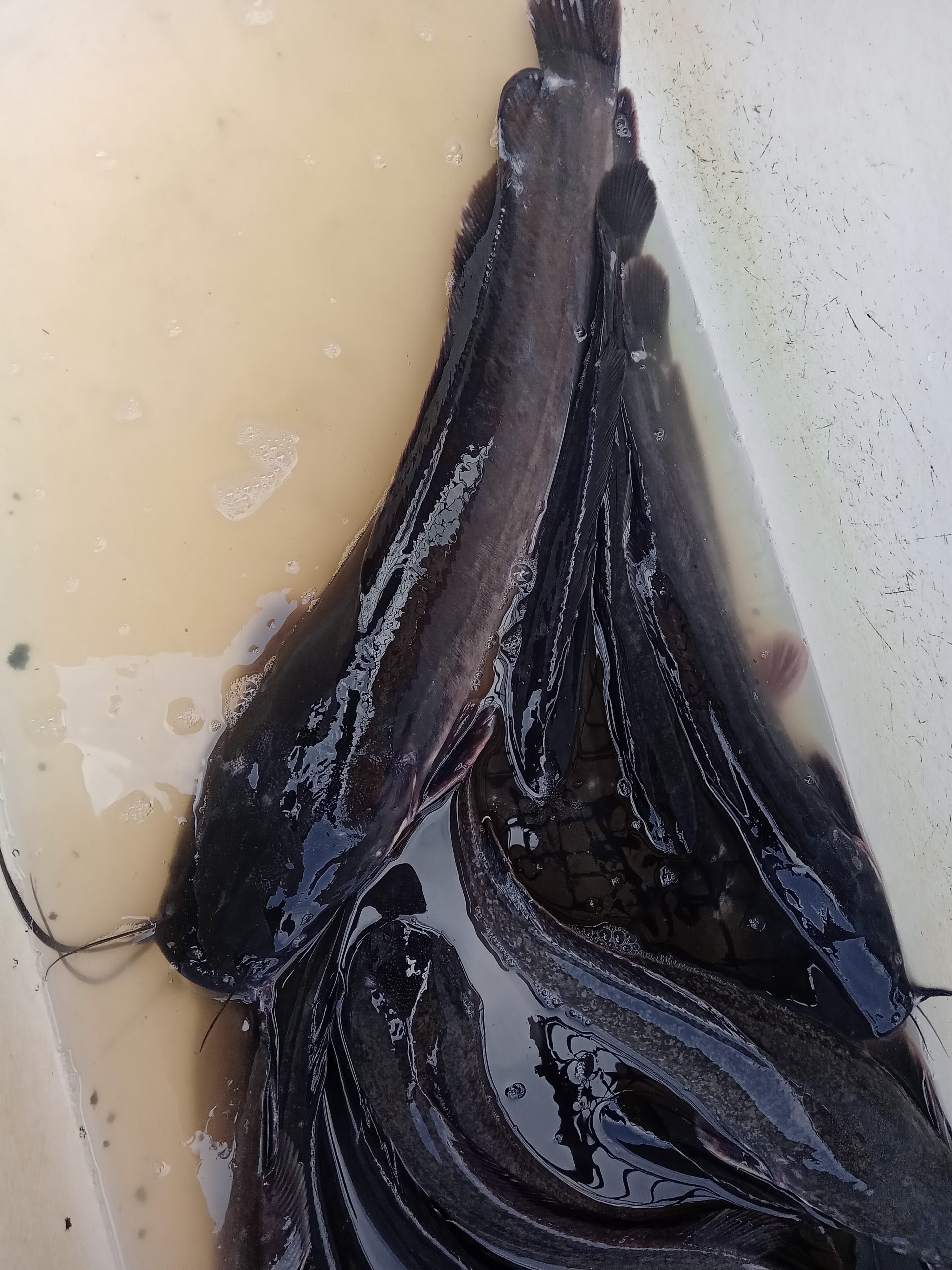 Fresh Cat Fish