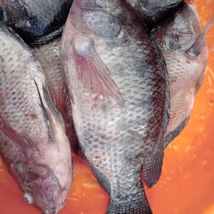 Fresh Tilapia