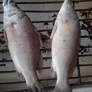 Fresh Croaker Fish