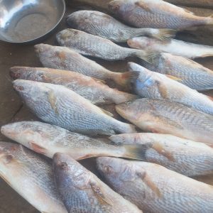Frozen Croaker fish