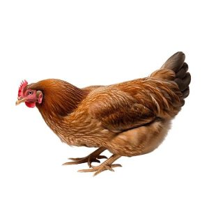 Layers  Chicken