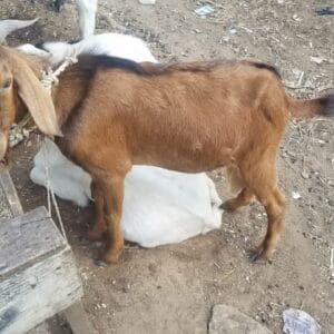 Medium goat
