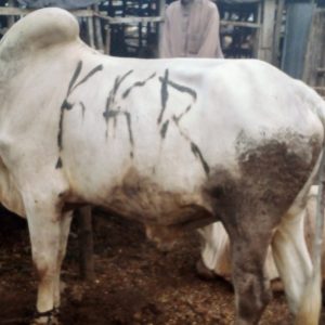 Medium White Fulani Bull