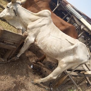 Small White Fulani Bull