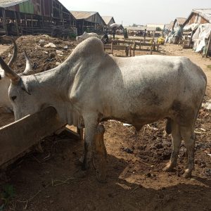 Large White Fulani Cow