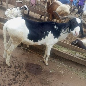 Ram for Sallah Nigeria – Big, Healthy Rams for Eid - Sallah ram for sale in Nigeria –  healthy livestock delivery - Eid ram Abuja - Sallah ram Lagos