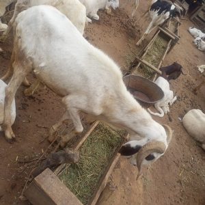 Ram for Sallah Nigeria – Big, Healthy Rams for Eid - Sallah ram for sale in Nigeria –  healthy livestock delivery - Eid ram Abuja - Sallah ram Lagos