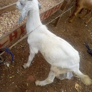 Medium Goat
