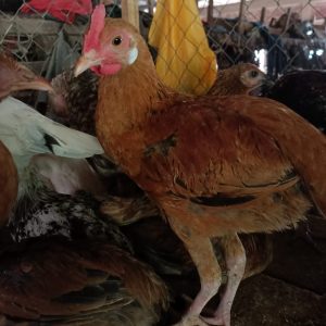 Small local chicken (Suya Chicken)