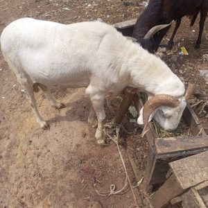 Ram for Sallah Nigeria – Big, Healthy Rams for Eid - Sallah ram for sale in Nigeria –  healthy livestock delivery - Eid ram Abuja - Sallah ram Lagos