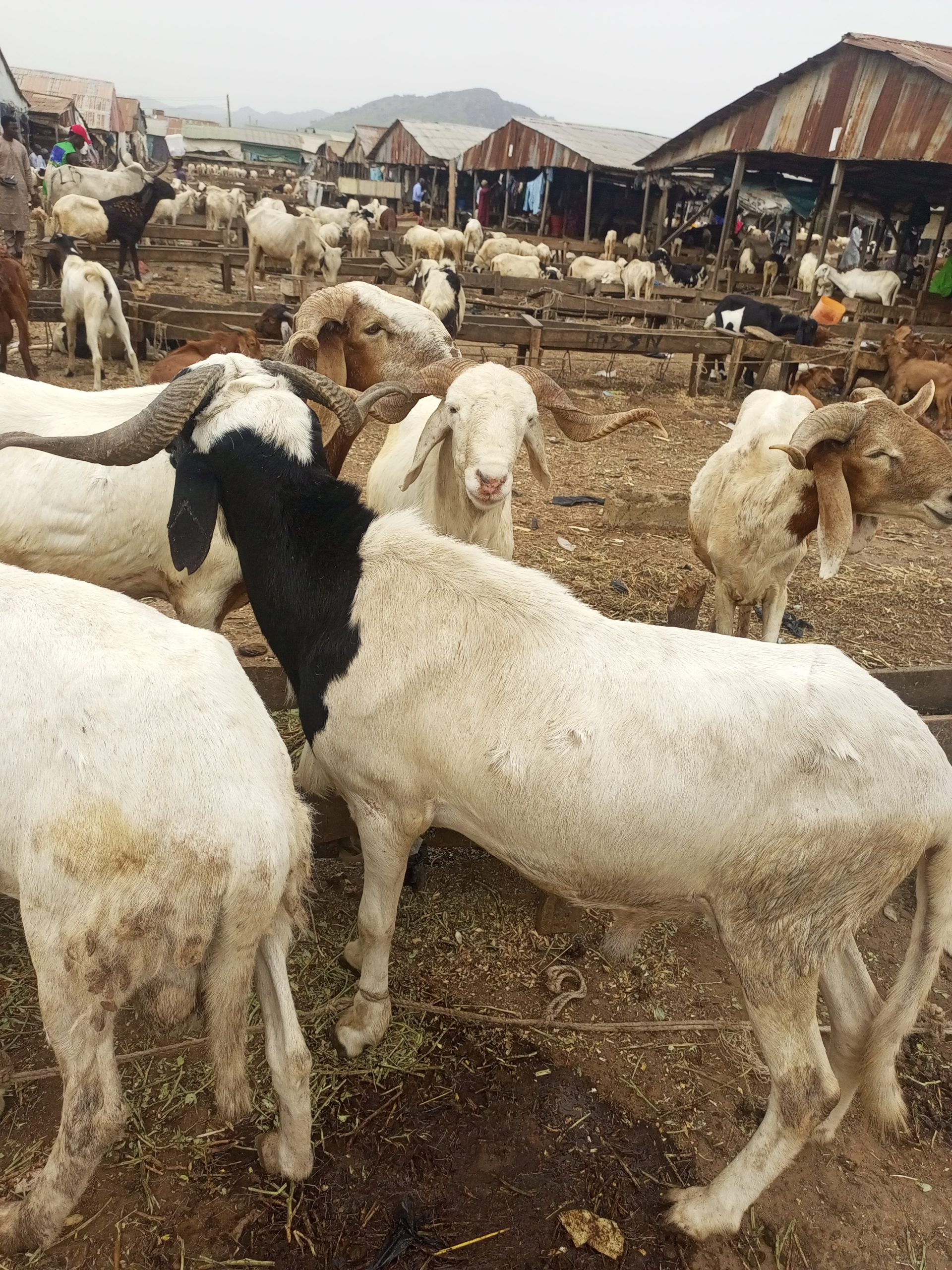Karu Livestock Market