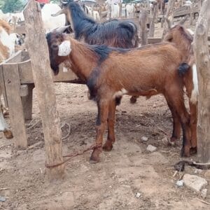 Goat Sahelian Doe (medium)