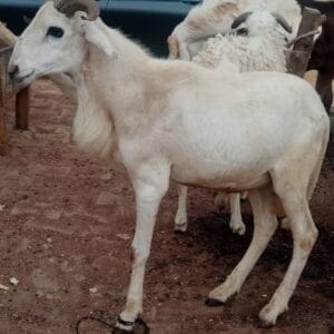 Yankasa Ram (Medium)