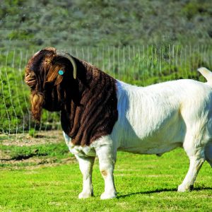 Boer Goat
