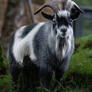 Pygmy Goat