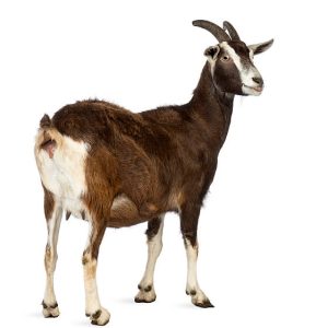 Sahelien Goat