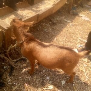 Buy Sokoto Goat Online in Nigeria – Healthy 30kg Grass-Fed Goat for Eid or Home Use