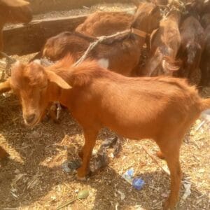 Buy Sokoto Goat Online in Nigeria – Healthy 30kg Grass-Fed Goat for Eid or Home Use
