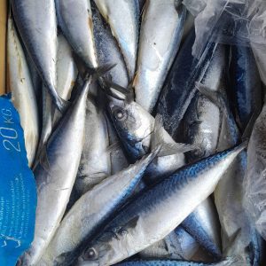 Titus (Mackerel) fish