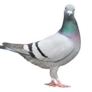 pigeon grabb livestock
