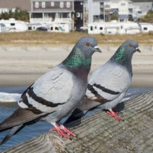 Pigeon Pair
