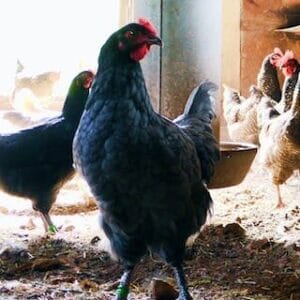 Live chicken for sale – Grabb Livestock - Fresh Chicken in Nigeria