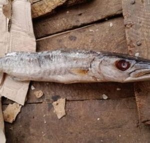 BARAKUDA GRABB LIVESTOCK