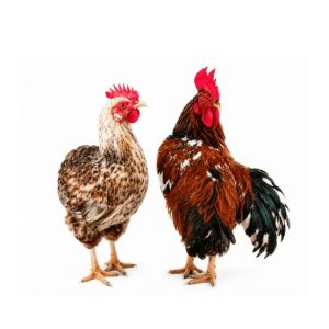 Local Chicken