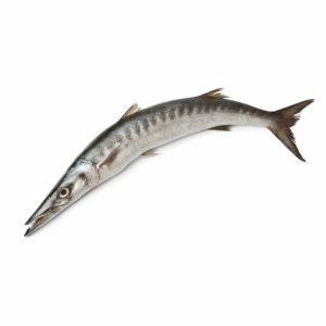Barracuda Fish