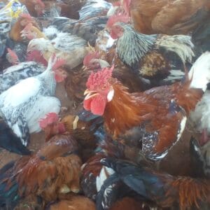 Medium Local chicken (Suya Chicken)