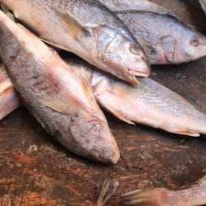 Fresh Croaker Fish
