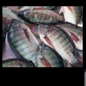 Tilapia fish