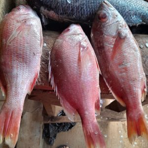 Red Snapper Fish
