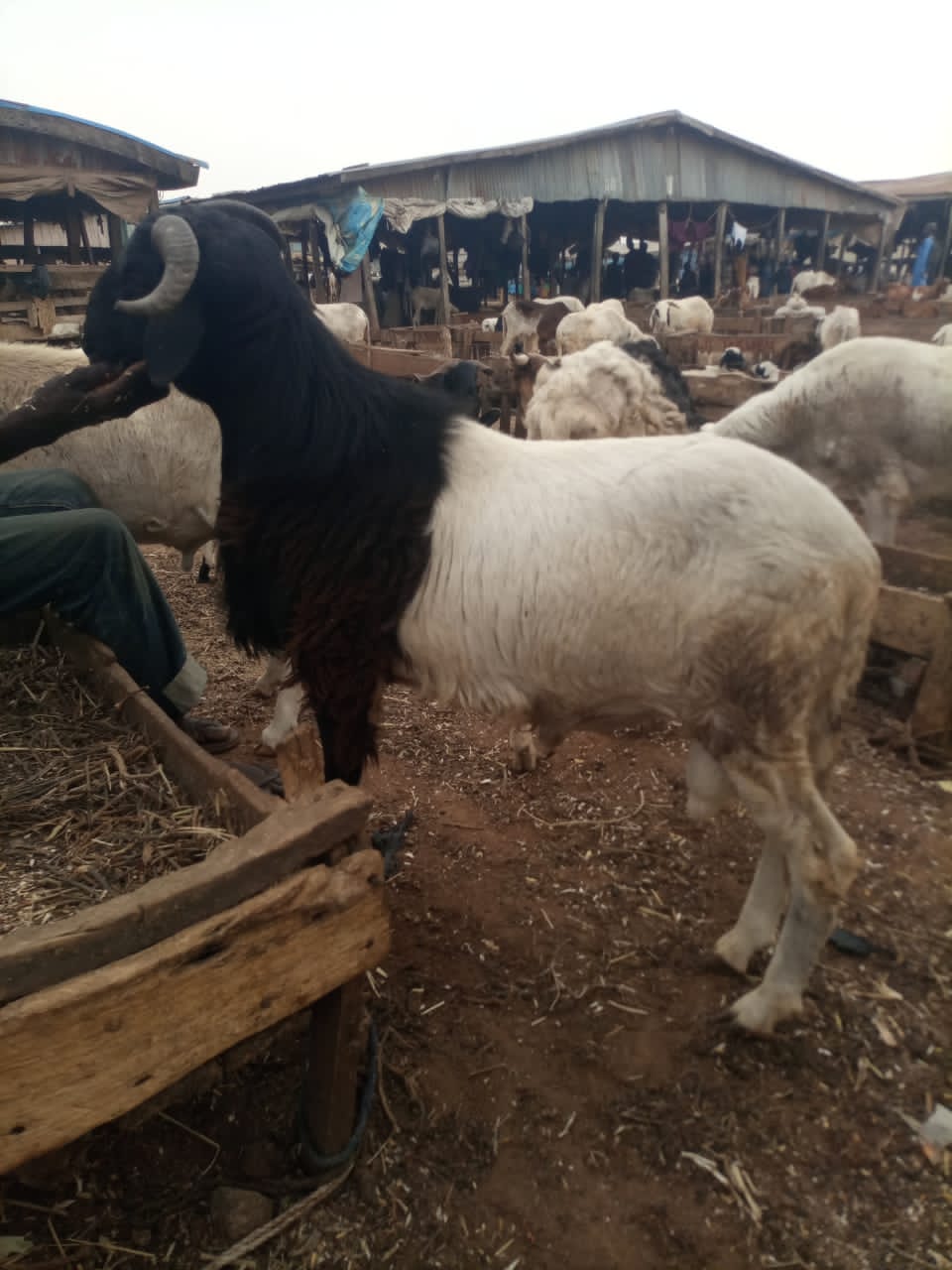 Dei-Dei Livestock Market
