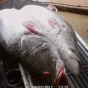 Frozen Giwan Ruwa Fish