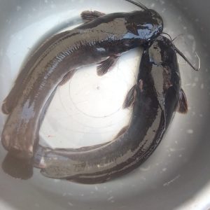 Cat Fish