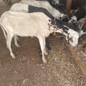 Medium sheep yankasa