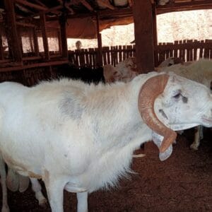 Ram for Sallah Nigeria – Big, Healthy Rams for Eid - Sallah ram for sale in Nigeria –  healthy livestock delivery - Eid ram Abuja - Sallah ram Lagos