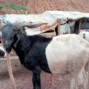 Ram for Sallah Nigeria – Big, Healthy Rams for Eid - Sallah ram for sale in Nigeria –  healthy livestock delivery - Eid ram Abuja - Sallah ram Lagos