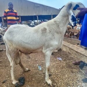 Yankasa Ram Economy Plus