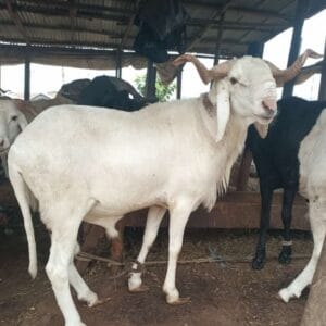 Ram for Sallah Nigeria – Big, Healthy Rams for Eid - Sallah ram for sale in Nigeria –  healthy livestock delivery - Eid ram Abuja - Sallah ram Lagos