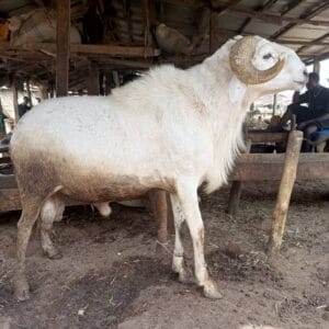 Ram for Sallah Nigeria – Big, Healthy Rams for Eid - Sallah ram for sale in Nigeria –  healthy livestock delivery - Eid ram Abuja - Sallah ram Lagos