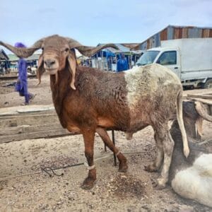Ram for Sallah Nigeria – Big, Healthy Rams for Eid - Sallah ram for sale in Nigeria –  healthy livestock delivery - Eid ram Abuja - Sallah ram Lagos