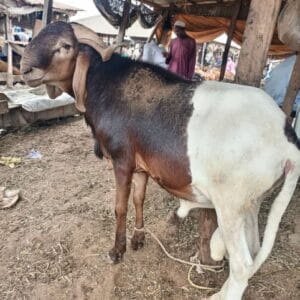 Ram for Sallah Nigeria – Big, Healthy Rams for Eid - Sallah ram for sale in Nigeria –  healthy livestock delivery - Eid ram Abuja - Sallah ram Lagos