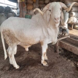 Ram for Sallah Nigeria – Big, Healthy Rams for Eid - Sallah ram for sale in Nigeria –  healthy livestock delivery - Eid ram Abuja - Sallah ram Lagos