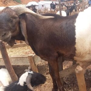 Ram for Sallah Nigeria – Big, Healthy Rams for Eid - Sallah ram for sale in Nigeria –  healthy livestock delivery - Eid ram Abuja - Sallah ram Lagos